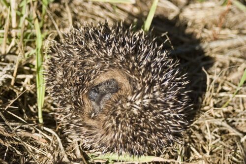 Neutralität ist friedensfördernd